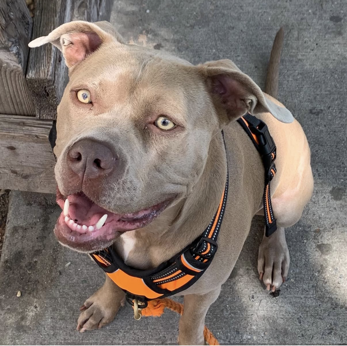 Luna the dog smiling up at the camera in an orange harness